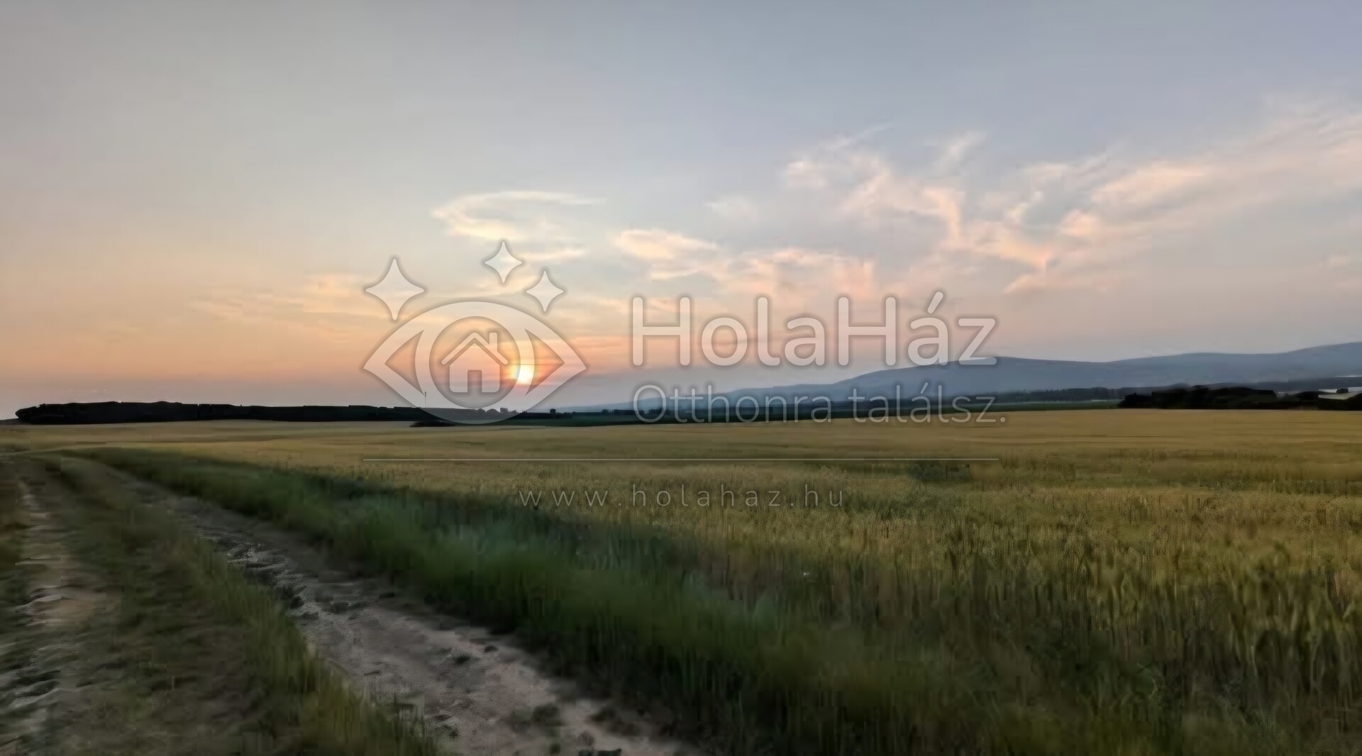 Mező