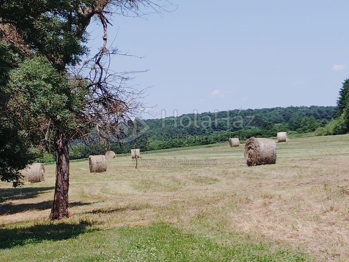 Mező